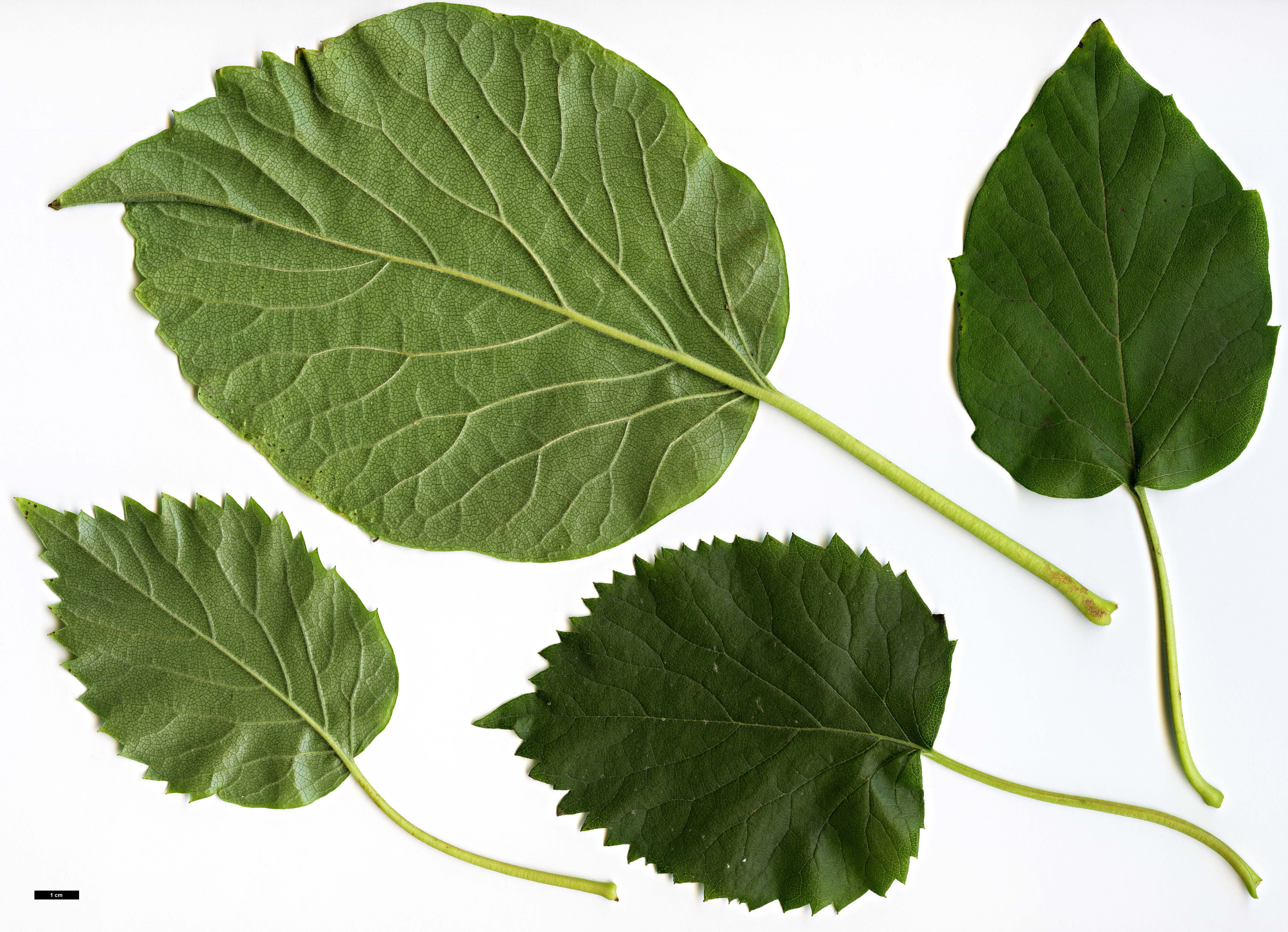High resolution image: Family: Hydrangeaceae - Genus: Schizophragma - Taxon: hydrangeoides - SpeciesSub: f. quelpartensis High resolution image: Family: Hydrangeaceae - Genus: Schizophragma - Taxon: hydrangeoides - SpeciesSub: f. quelpartensis